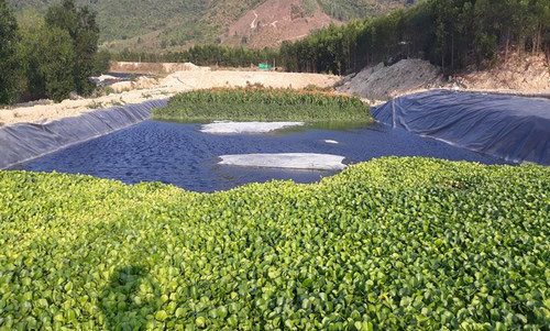 Hệ thống xử lý nước thải trang trại chăn nuôi 2.400 heo nái Công suất 200 m3/ngày đêm